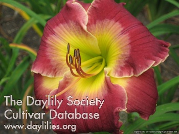Daylily Robust Red